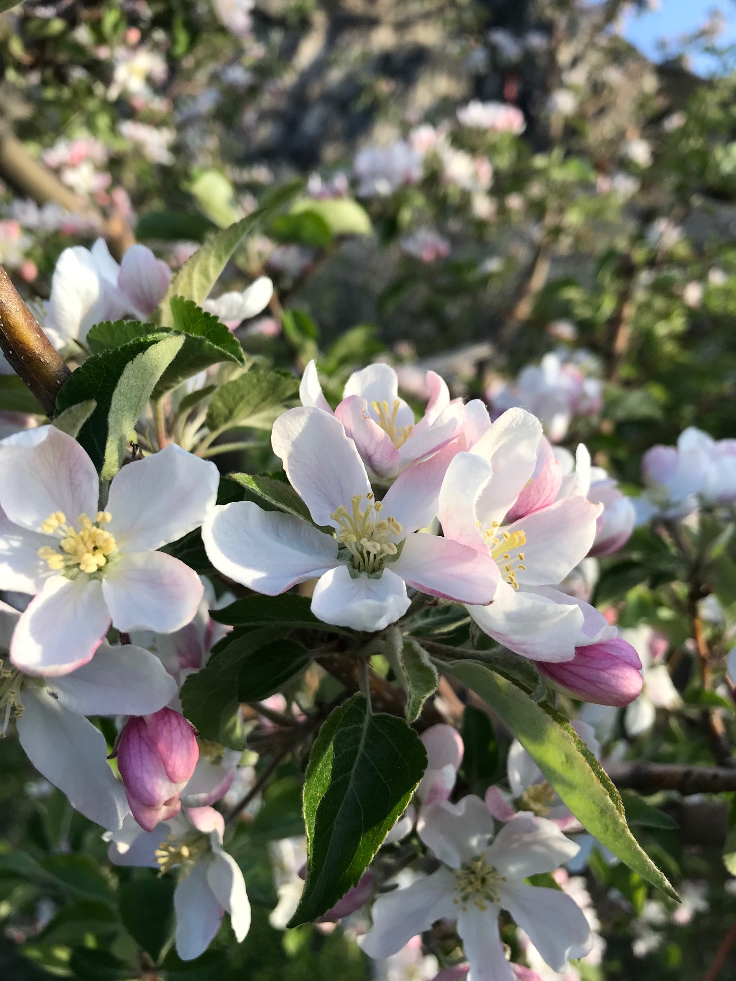 Apple tree in bloom